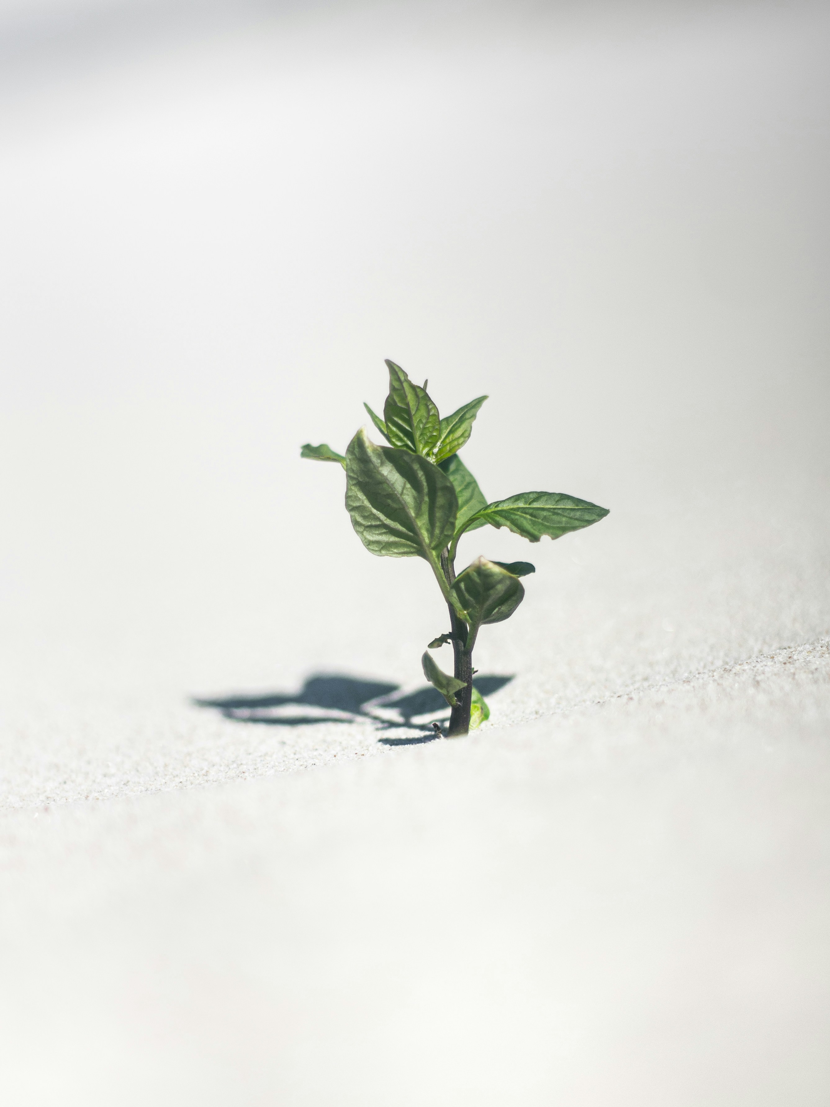 Startup Growth Strategy